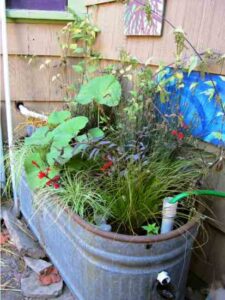 Greywater Garden In Cattle Trough
